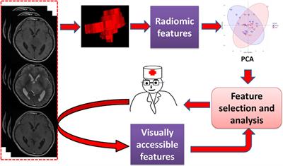 Exploring MRI Characteristics of Brain Diffuse Midline Gliomas With the H3 K27M Mutation Using Radiomics